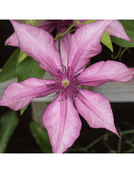 Clematis Giselle - Ghiveci 2L