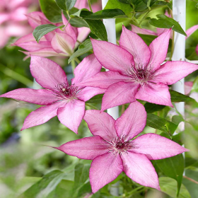 Clematis Giselle - Ghiveci 2L 2