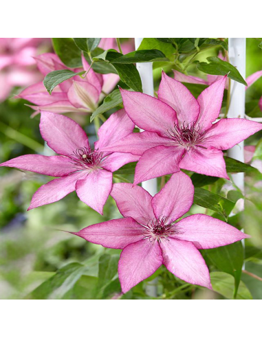 Clematis Giselle - Ghiveci 2L