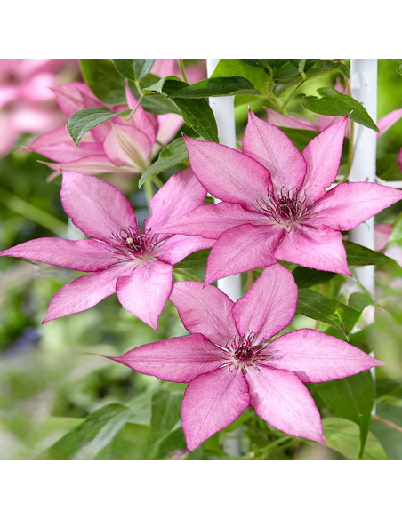 Clematis Giselle - Ghiveci 2L