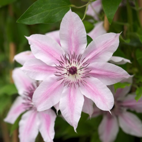 Clematis Corrine - Ghiveci 2L
