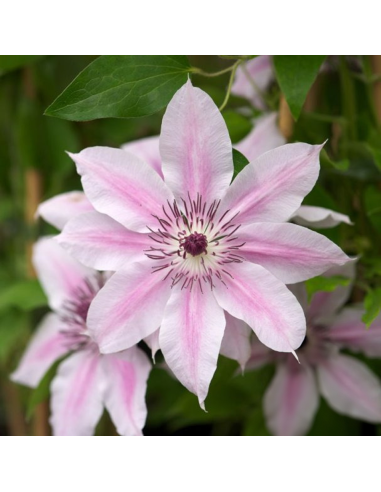 Clematis Corrine - Ghiveci 2L