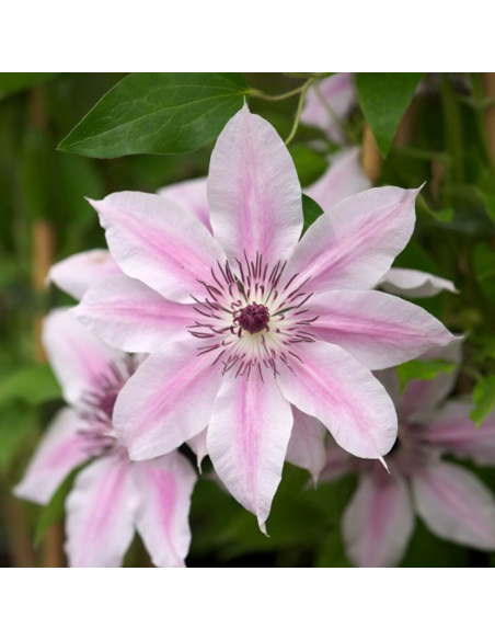Clematis Corrine - Ghiveci 2L