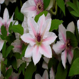 Clematis Corrine - Ghiveci 2L 2