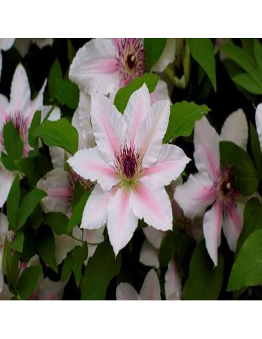 Clematis Corrine - Ghiveci 2L