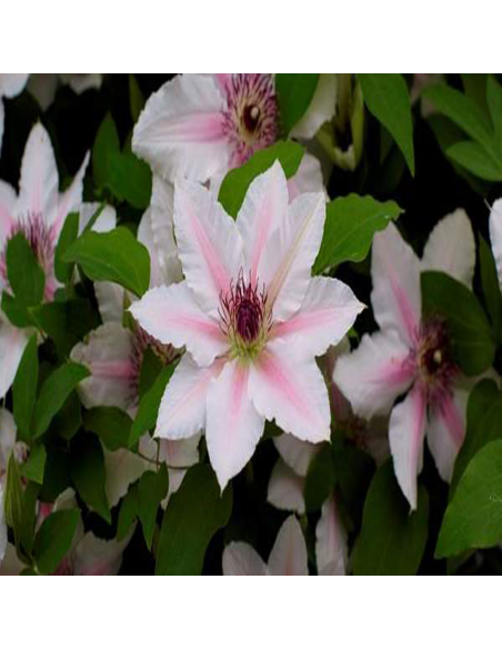 Clematis Corrine - Ghiveci 2L
