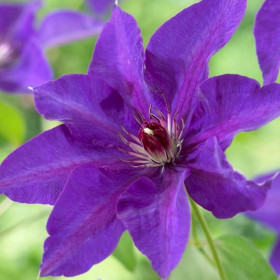 Clematis Purple Sensation - Ghiveci 2L