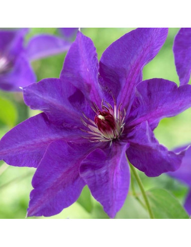 Clematis Purple Sensation - Ghiveci 2L