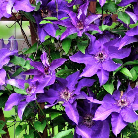 Clematis Purple Sensation - Ghiveci 2L 2