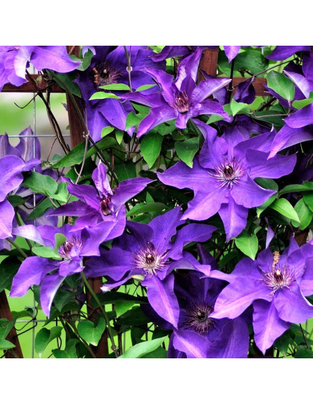 Clematis Purple Sensation - Ghiveci 2L