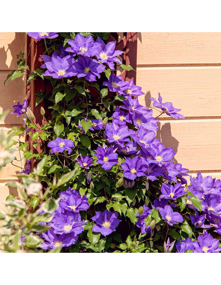 Clematis Purple Sensation - Ghiveci 2L