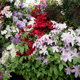 Clematis Mix 3 Bucati - Ghiveci 2L