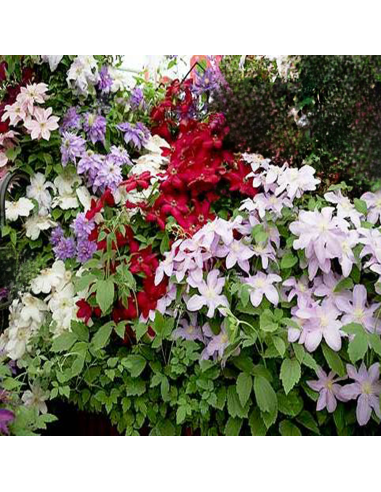 Clematis Mix 3 Bucati - Ghiveci 2L