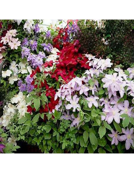 Clematis Mix 3 Bucati - Ghiveci 2L