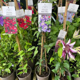 Clematis Mix 3 Bucati - Ghiveci 2L 2