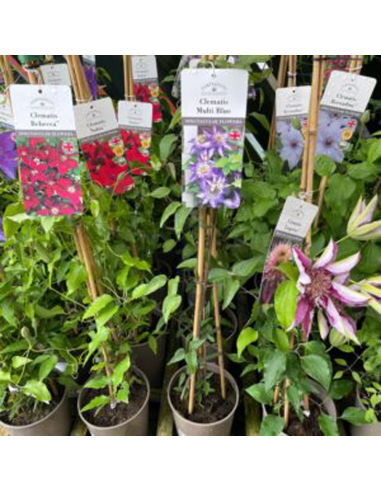 Clematis Mix 3 Bucati - Ghiveci 2L