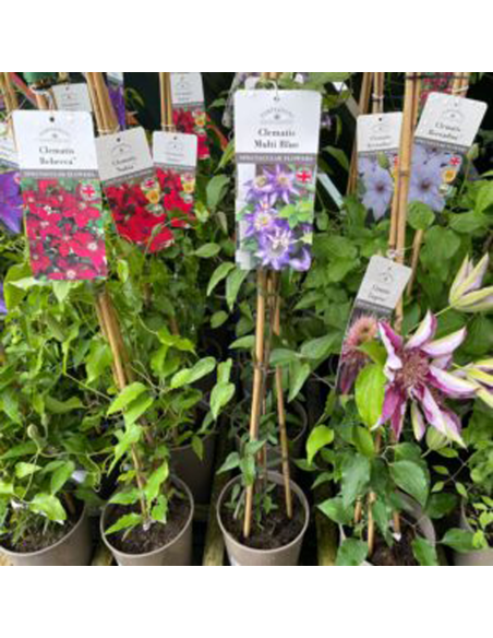 Clematis Mix 3 Bucati - Ghiveci 2L