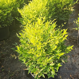 Nandina "Lemon" - Ghiveci 2L