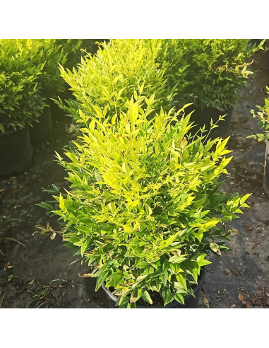 Nandina "Lemon" - Ghiveci 2L