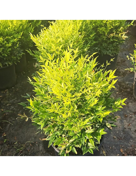 Nandina "Lemon" - Ghiveci 2L