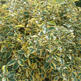Nandina "Lemon" - Ghiveci 2L 2