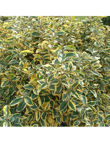 Nandina "Lemon" - Ghiveci 2L