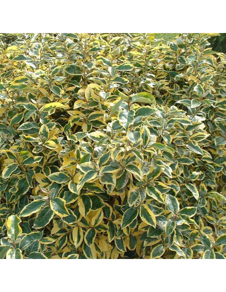 Nandina "Lemon" - Ghiveci 2L