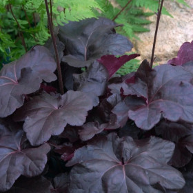 Heruchera Neagra "Obsidian" - Ghiveci P12 2