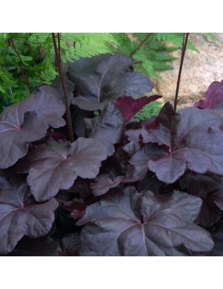 Heruchera Neagra "Obsidian" - Ghiveci P12