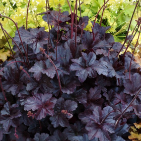 Heruchera Neagra "Obsidian" - Ghiveci P12