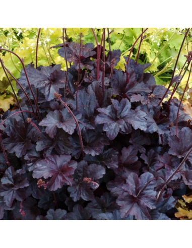 Heruchera Neagra "Obsidian" - Ghiveci P12