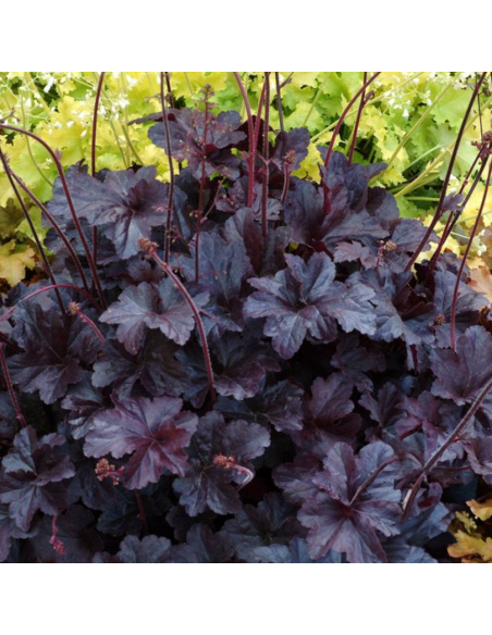 Heruchera Neagra "Obsidian" - Ghiveci P12