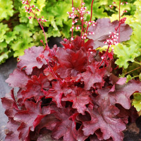 Heruchera Rosie "Fire Alarm" - Ghiveci P12