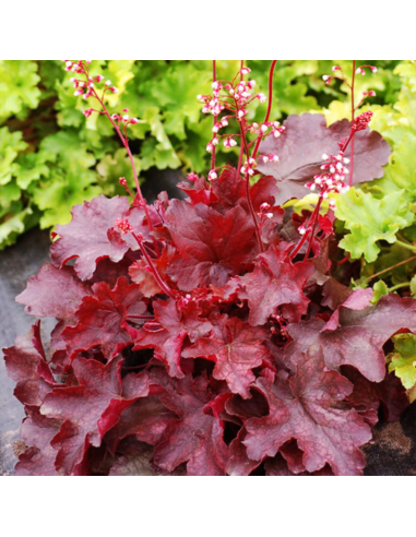 Heruchera Rosie "Fire Alarm" - Ghiveci P12