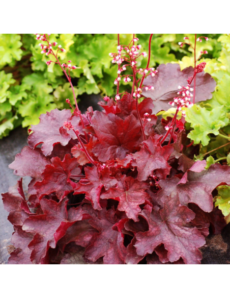 Heruchera Rosie "Fire Alarm" - Ghiveci P12