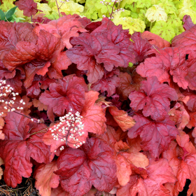 Heruchera Rosie "Fire Alarm" - Ghiveci P12 2