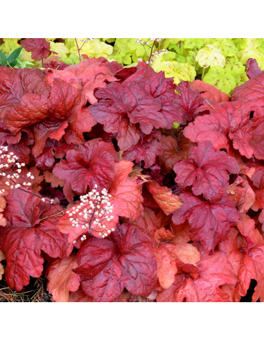 Heruchera Rosie "Fire Alarm" - Ghiveci P12