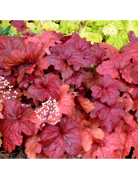 Heruchera Rosie "Fire Alarm" - Ghiveci P12