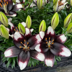 Crini Premium Parfumati "Black Eye" Bulbi