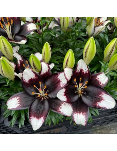 Crini Premium Parfumati "Black Eye" Bulbi