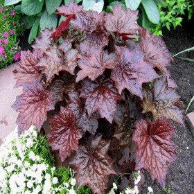 Heruchera Violet "Palace Purple"  - Ghiveci P12