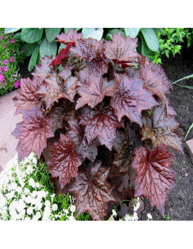 Heruchera Violet "Palace Purple"  - Ghiveci P12