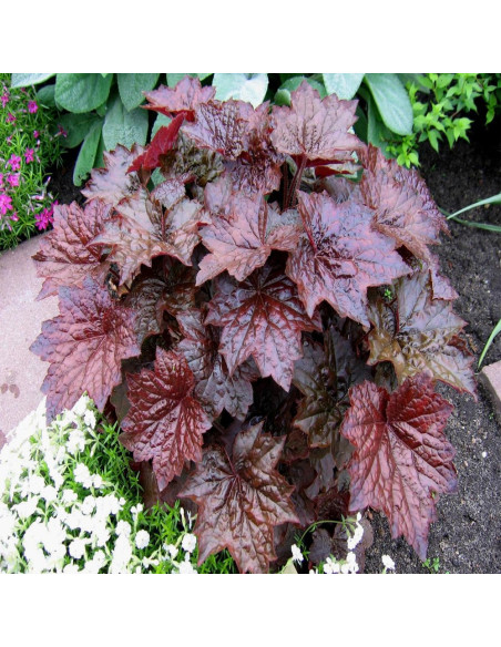Heruchera Violet "Palace Purple"  - Ghiveci P12