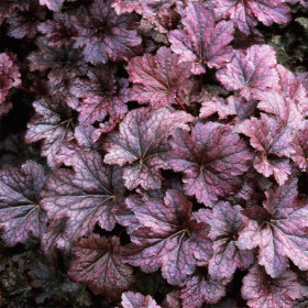 Heruchera Violet "Palace Purple"  - Ghiveci P12 2