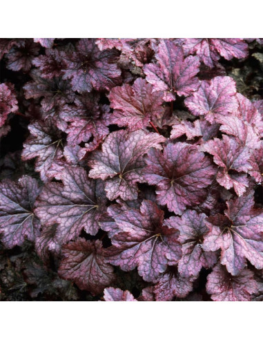 Heruchera Violet "Palace Purple"  - Ghiveci P12