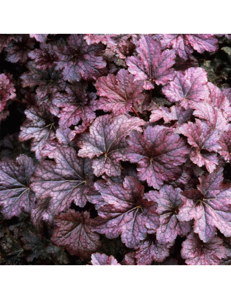 Heruchera Violet "Palace Purple"  - Ghiveci P12