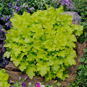 Heruchera Verde "Lime Marmalade"  - Ghiveci P12