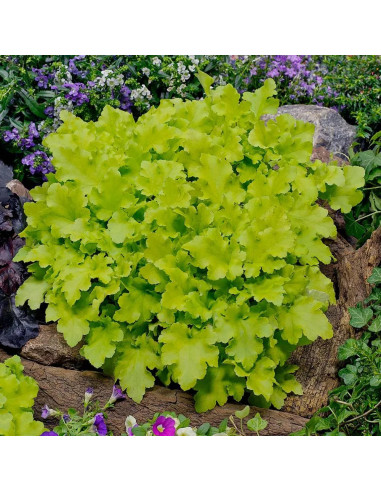 Heruchera Verde "Lime Marmalade"  - Ghiveci P12