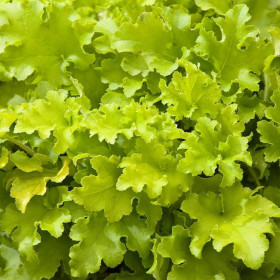 Heruchera Verde "Lime Marmalade"  - Ghiveci P12 2