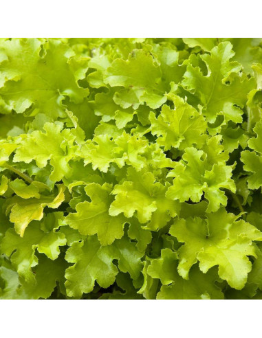 Heruchera Verde "Lime Marmalade"  - Ghiveci P12